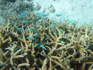 Blau-grüne Schwalbenschwänzen umschwärmen diese Koralle