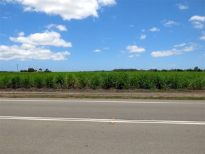 Verbreitetster Landschaftstyp in Queensland: Endlose Zuckerrohr-Felder