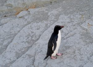 Abends treffen wir einen einsamen Pinguin...