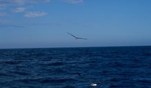 Mehrere Albatrosse umfliegen das Boot zwecks "People Watching".