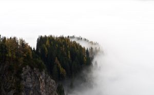 Wald im Nebelmeer