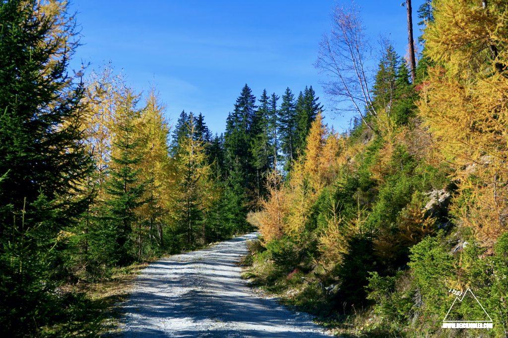 Herbstlicher Forstweg