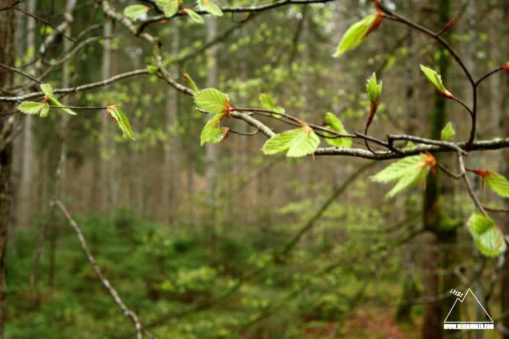 Wald im Vorkarwendel